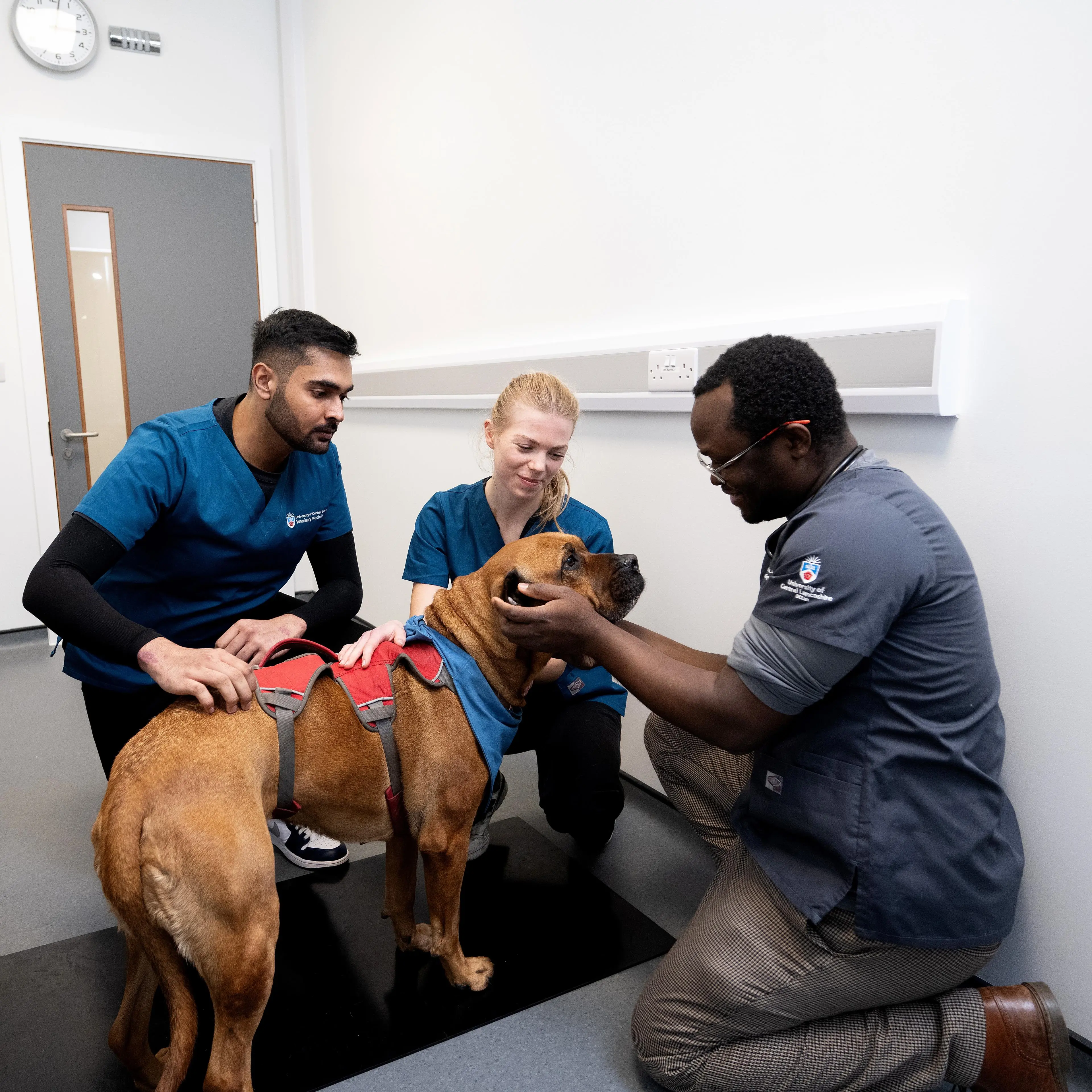 Vet students in an animal handling lecturer with a dog and tutor