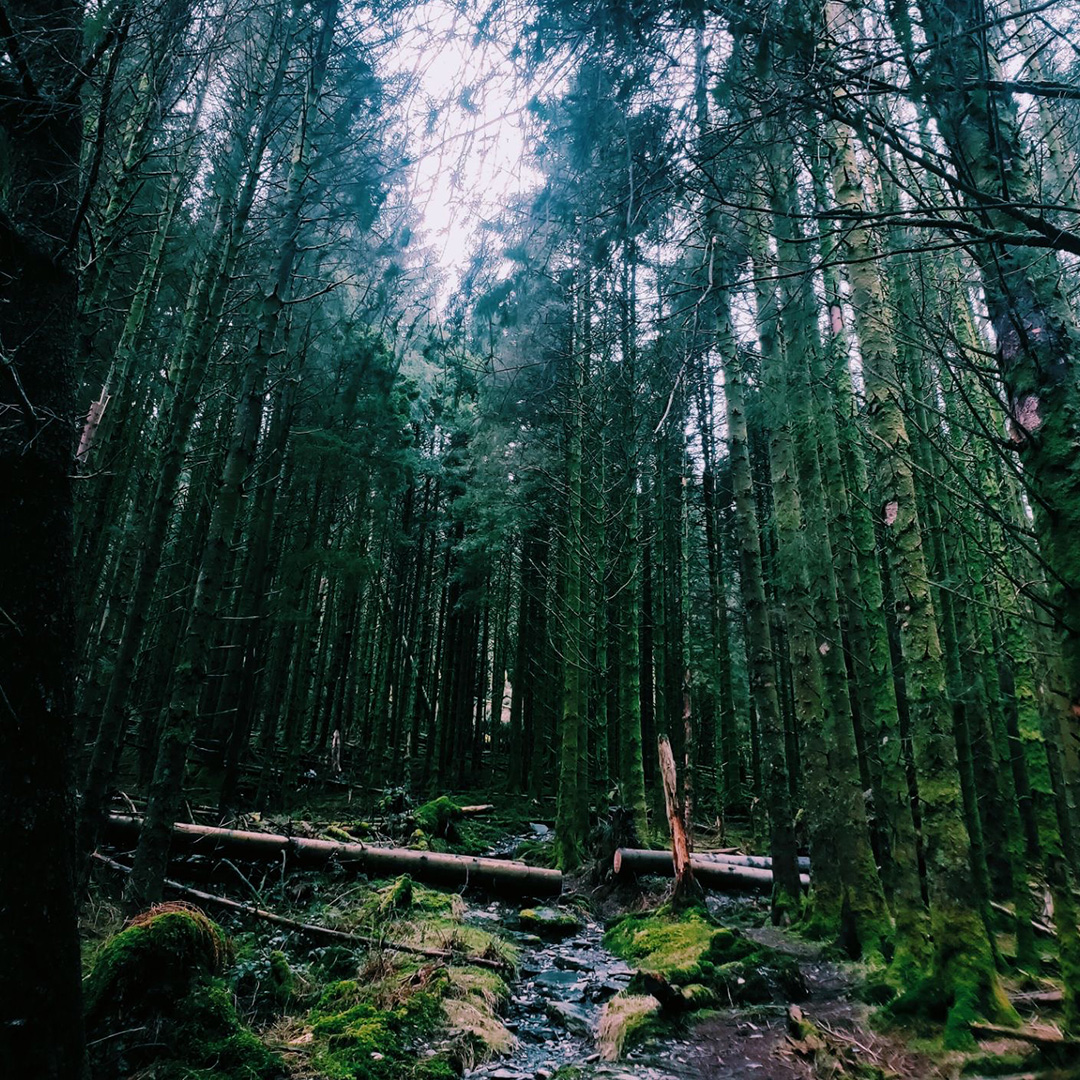 Underneath the trees in the forest