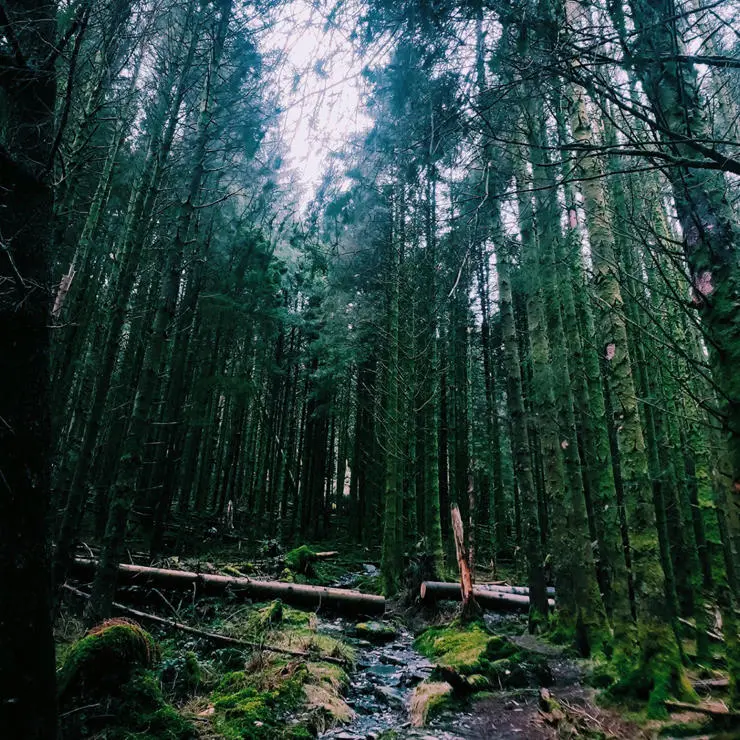 Our classrooms look a little different, like here, under this canopy of trees.