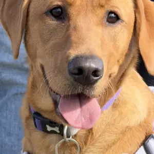 Bonnie Hill - Canine Teaching Assistant