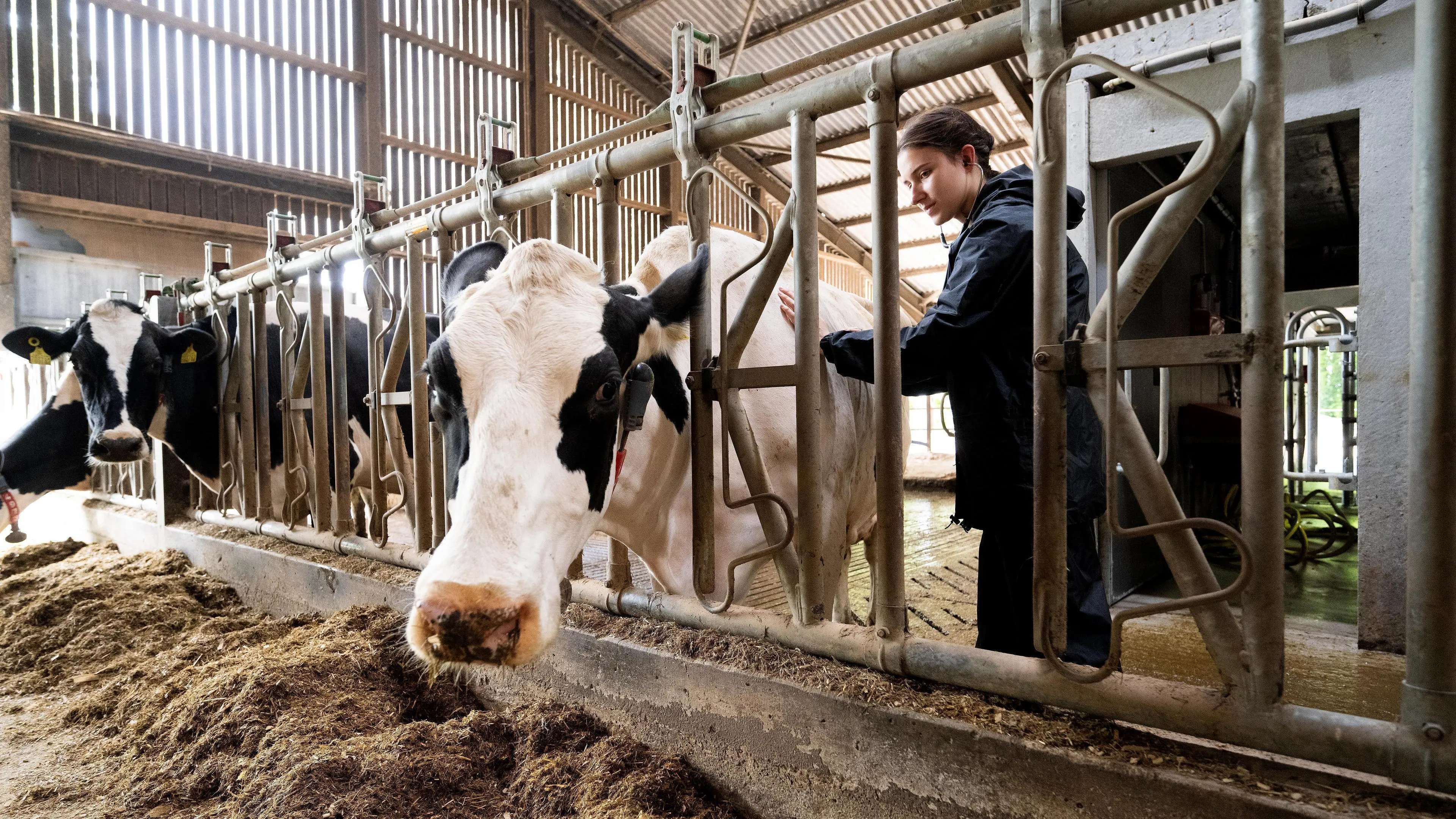Cattle checking at Myerscough - Veterinary Medicince