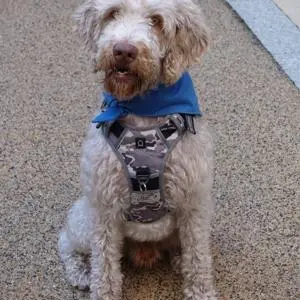Mac - Canine Teaching Assistant, School of Veterinary Medicine