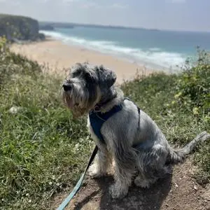 Murphy - Canine Teaching Assistants