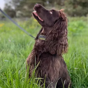 2023 November - Milo - Canine Teaching Assistant