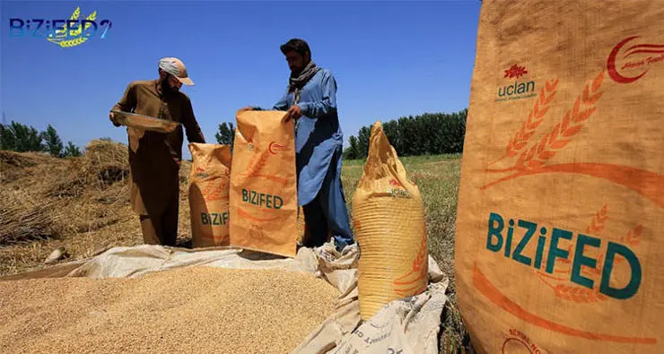 Farmers packing the biofortified grain to be transported to the project site for storage