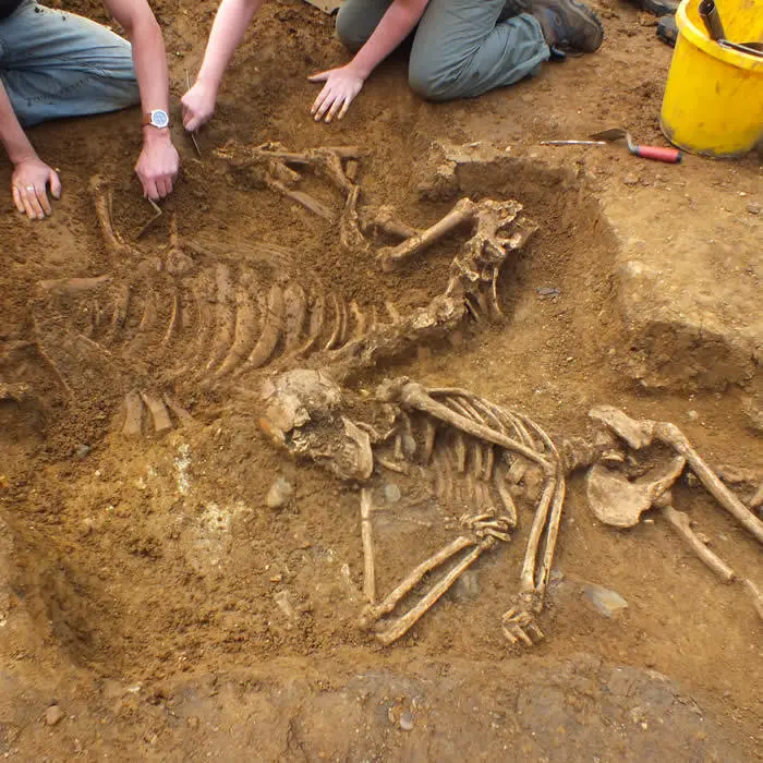 oakington_skeleton_cow