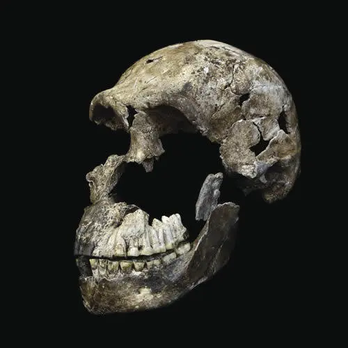 Scientists have uncovered over 130 hominin specimens