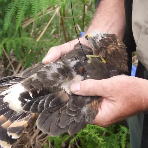 A tagged hen harrier chick. Credit Steve Downing