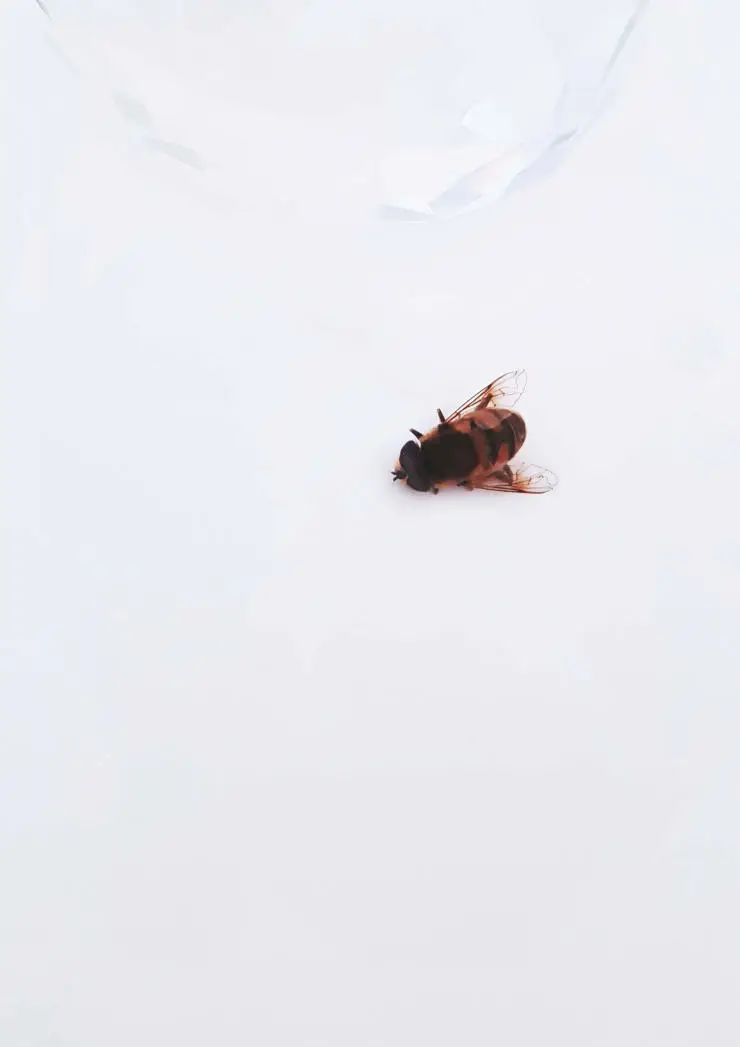 Dead bee