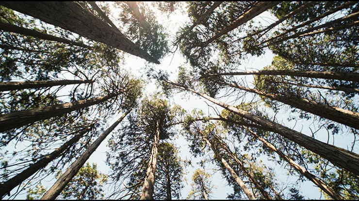 Looking up at the trees