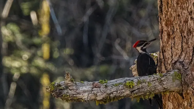 Black-backed Woodpecker