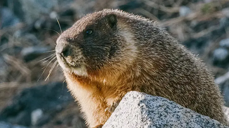 Marmot in a forest