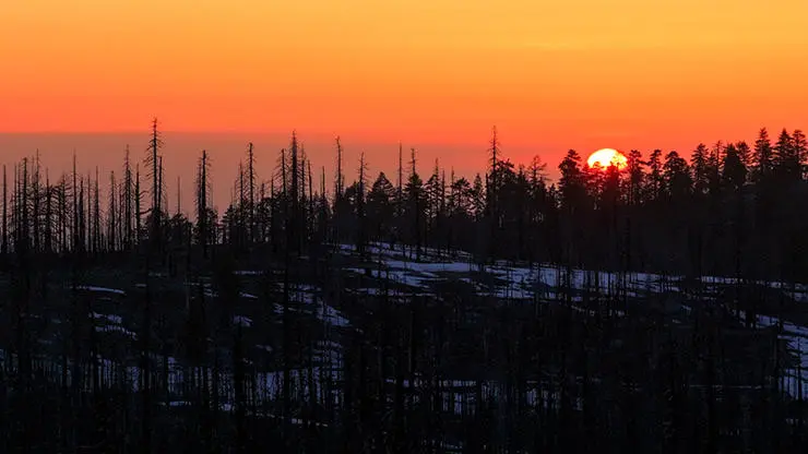 Sunset in a Californian forest