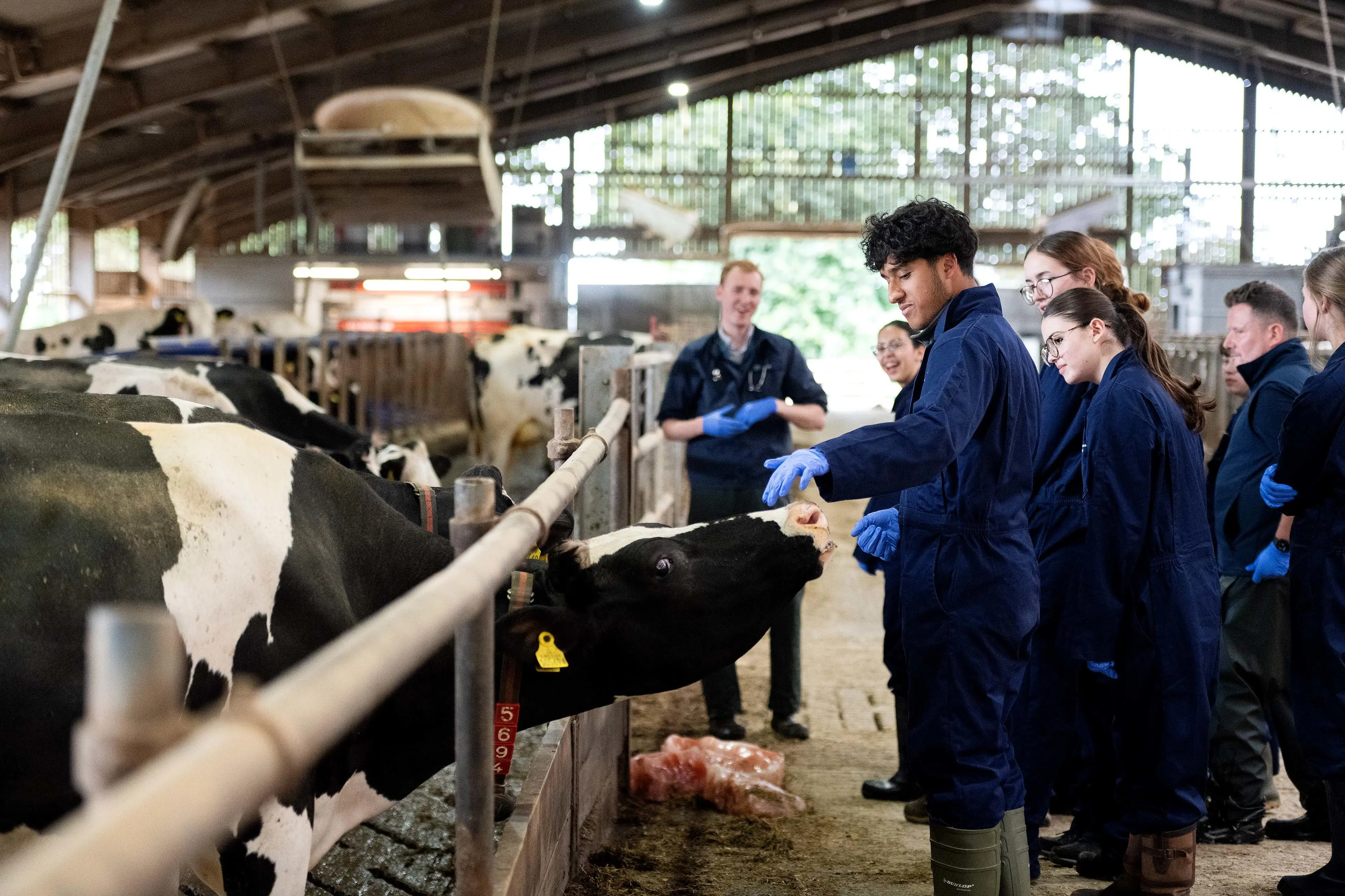 Students stood looking at cows in a cow shed