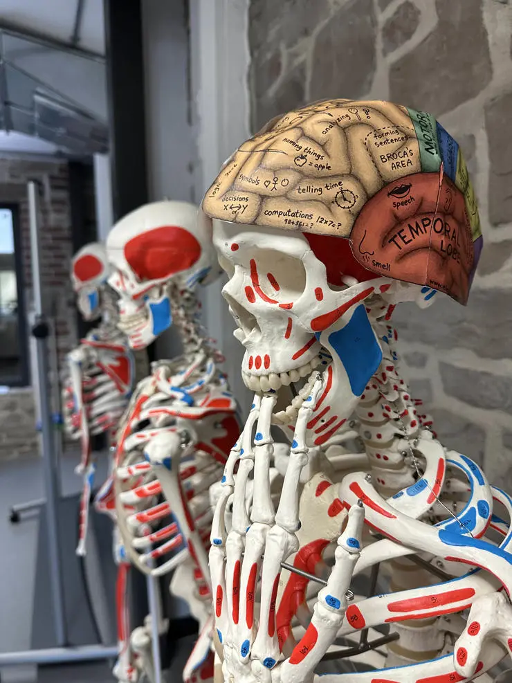 Skeleton with brain diagram
