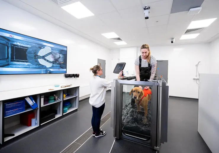A dog having a session in the hydrotherapy treadmill