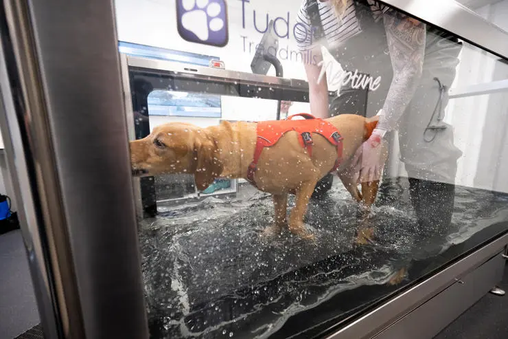 A dog on the hydrotherapy treadmill