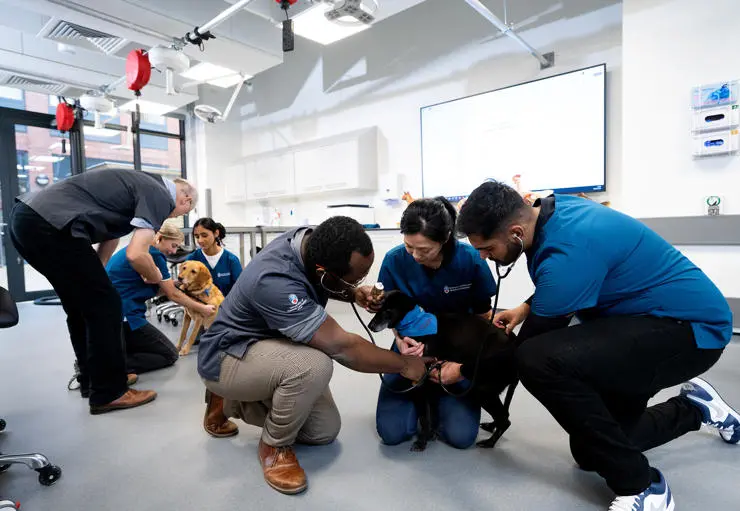 A dog handling class