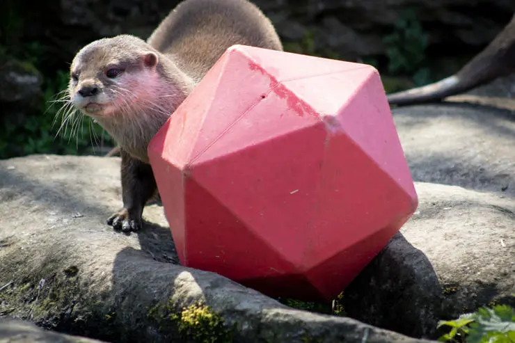 news-blackpool zoo vet visit (8)