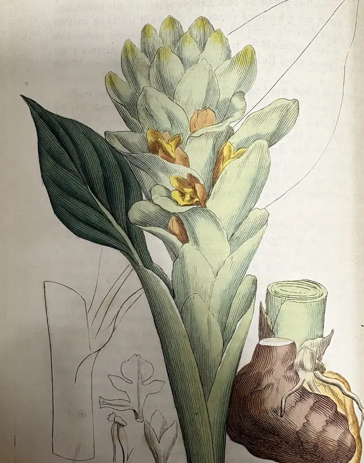 Long-rooted turmeric, Curcuma longa, by James Sowerby